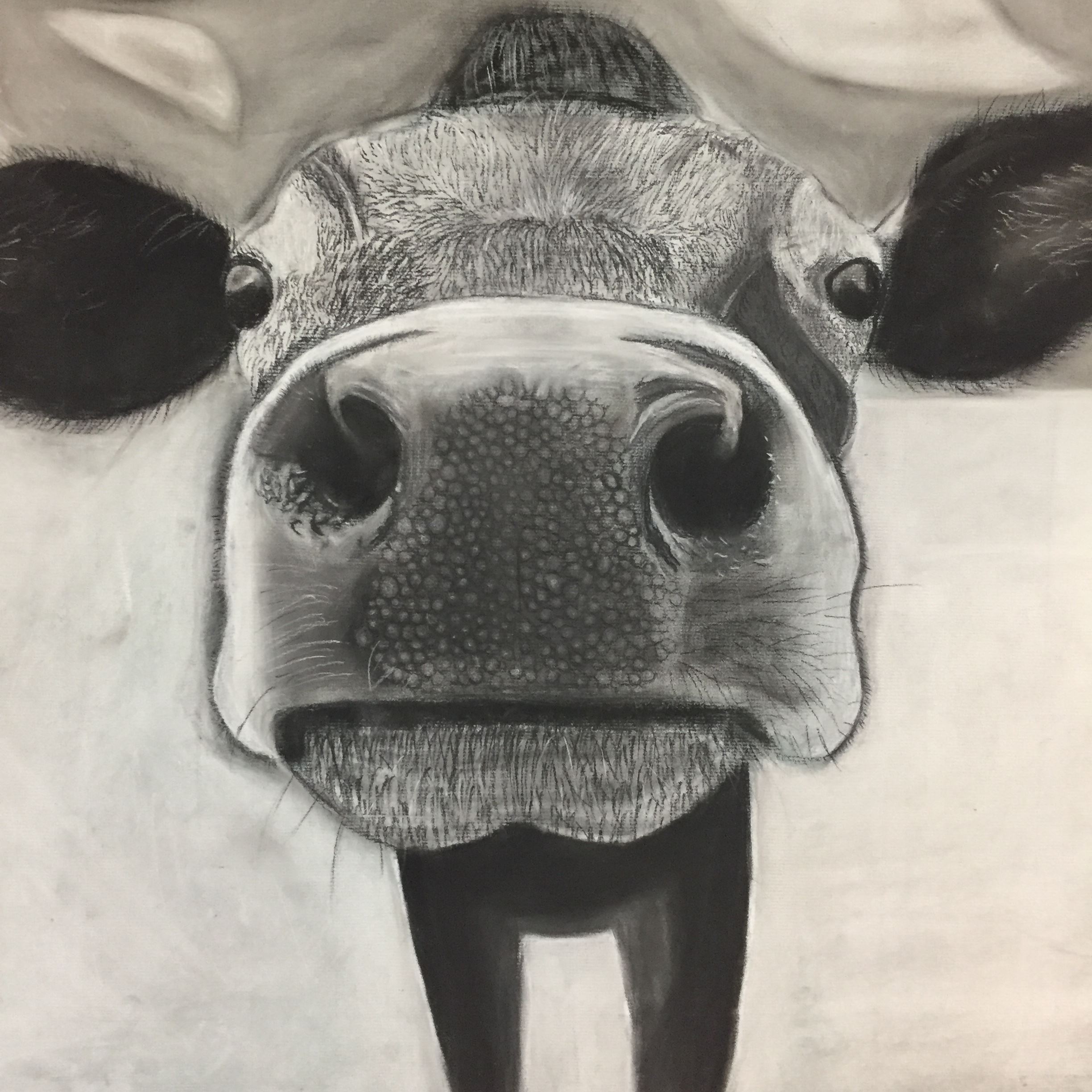 Black and white sketch of up-close cow face